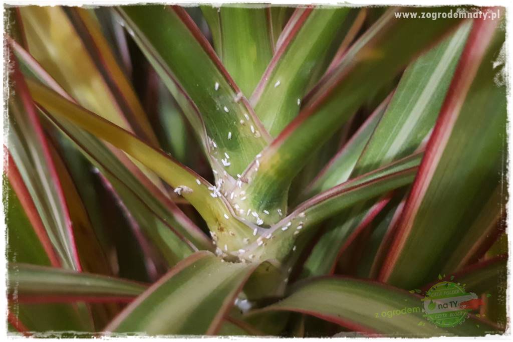 Jak zwalczyć mączliki 5