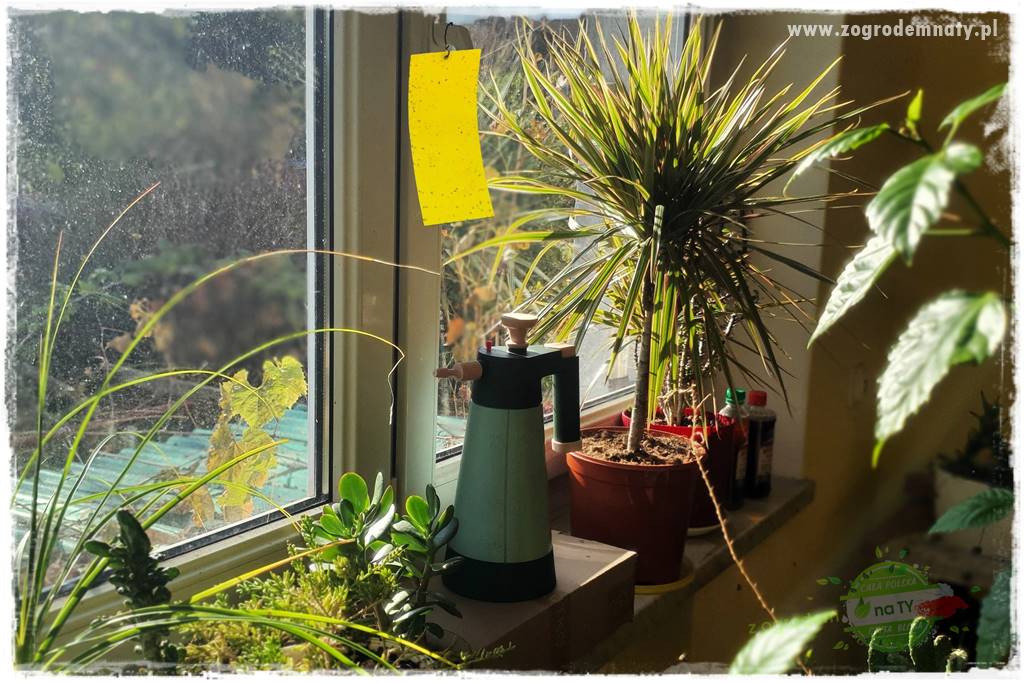 Jak zwalczyć mączliki 8