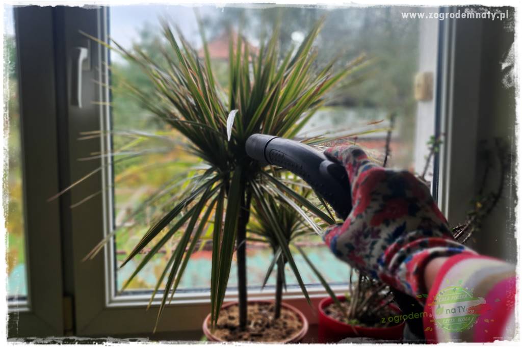 Jak zwalczyć mączliki 9